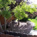 cedar fenced back yard